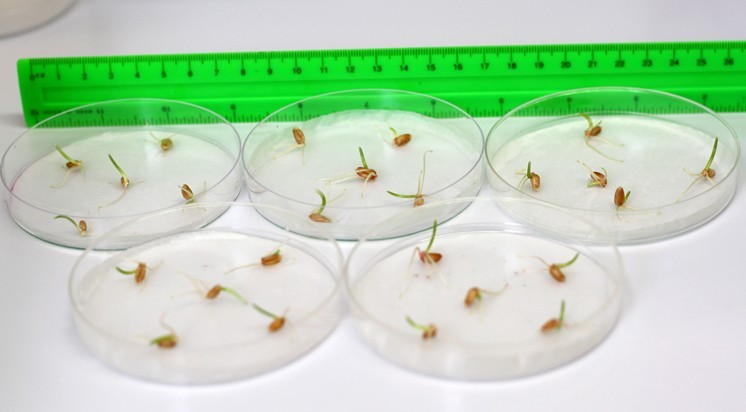 Measuring Germination Percentage In Wheat Bio Protocol