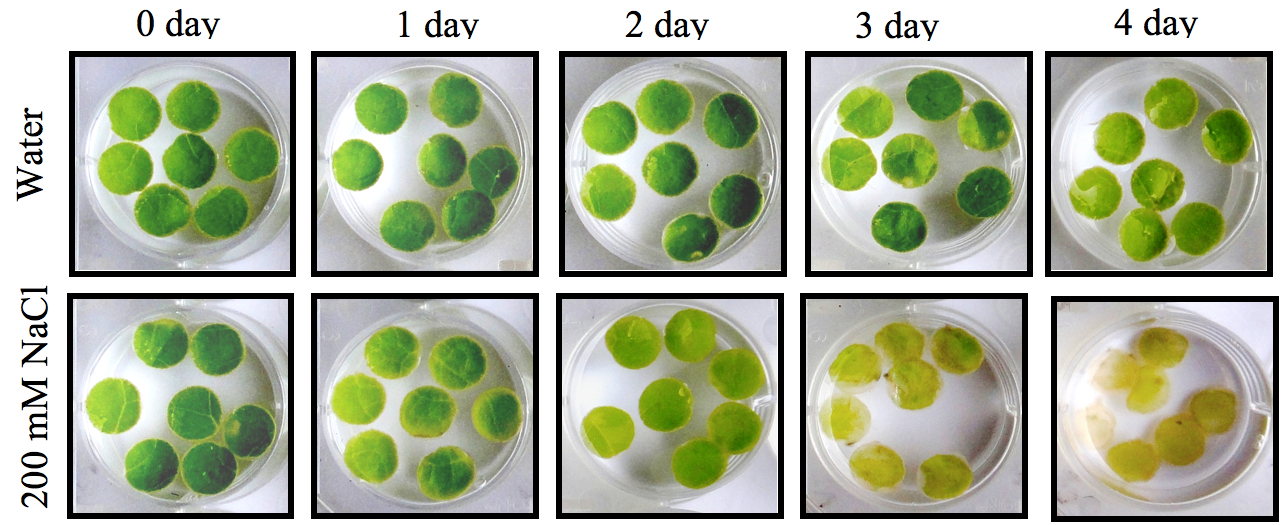 Leaf Disc Stress Tolerance Assay For Tobacco Bio Protocol