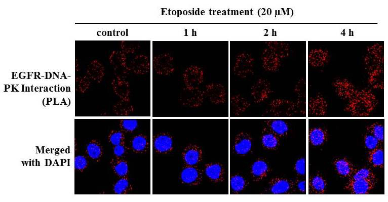 Proximity Ligation Assay PLA To Detect Protein Protein Interactions