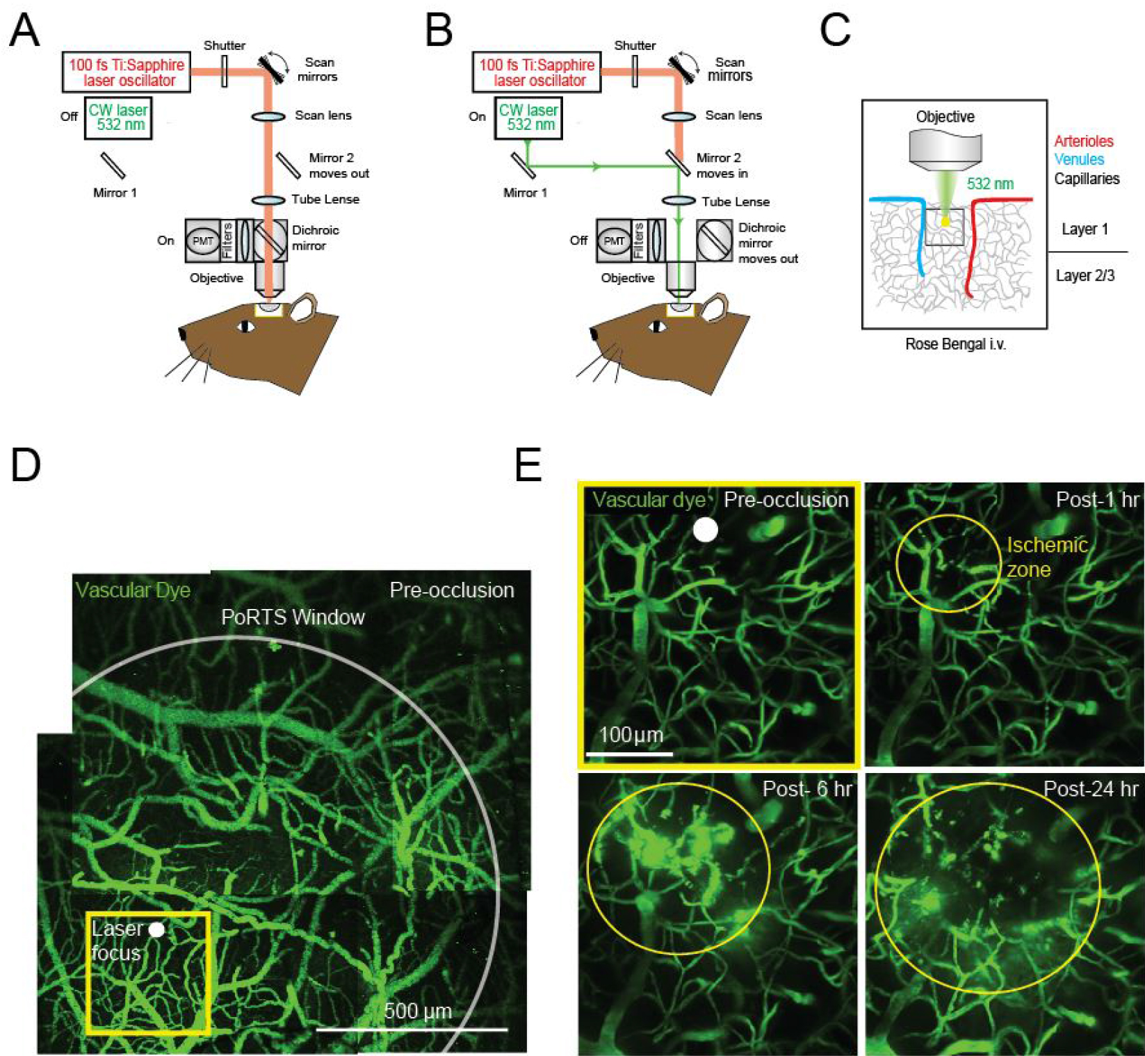 Photothrombotic Induction Of Capillary Ischemia In The Mouse Cortex