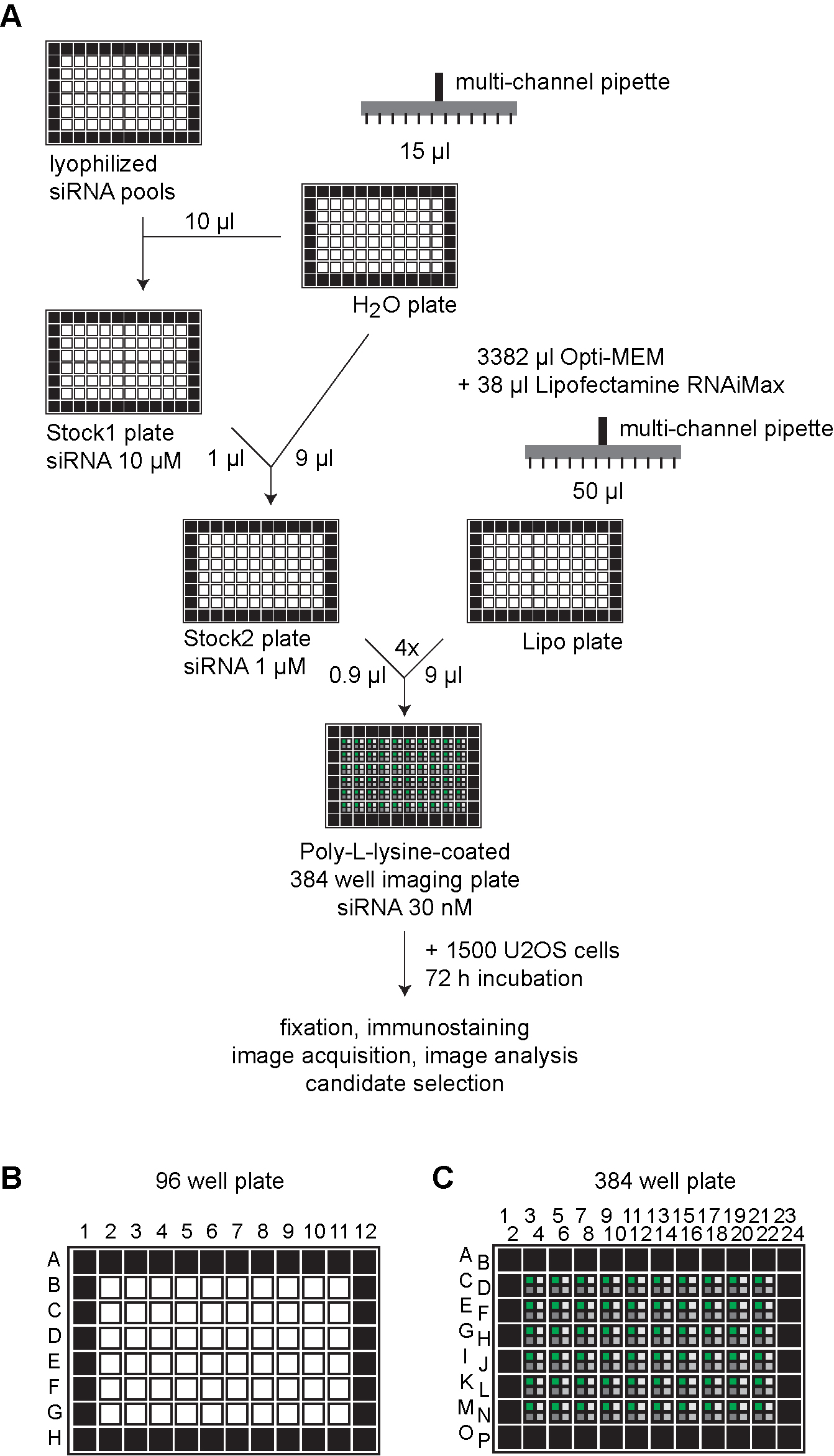 Protocol For Establishing A Multiplex Image Based Autophagy RNAi Screen