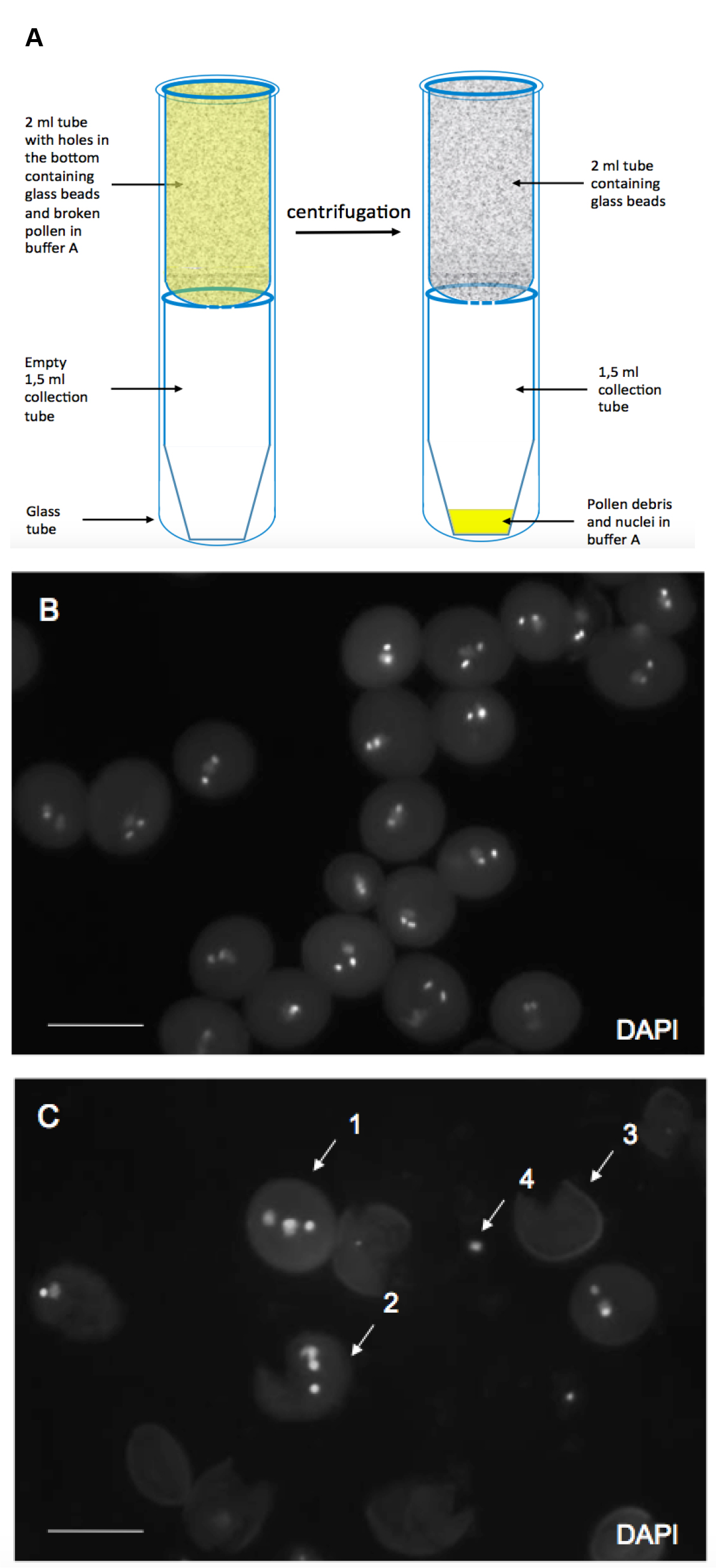 Sample Preparation And Fractionation Of Arabidopsis Thaliana Sperm And