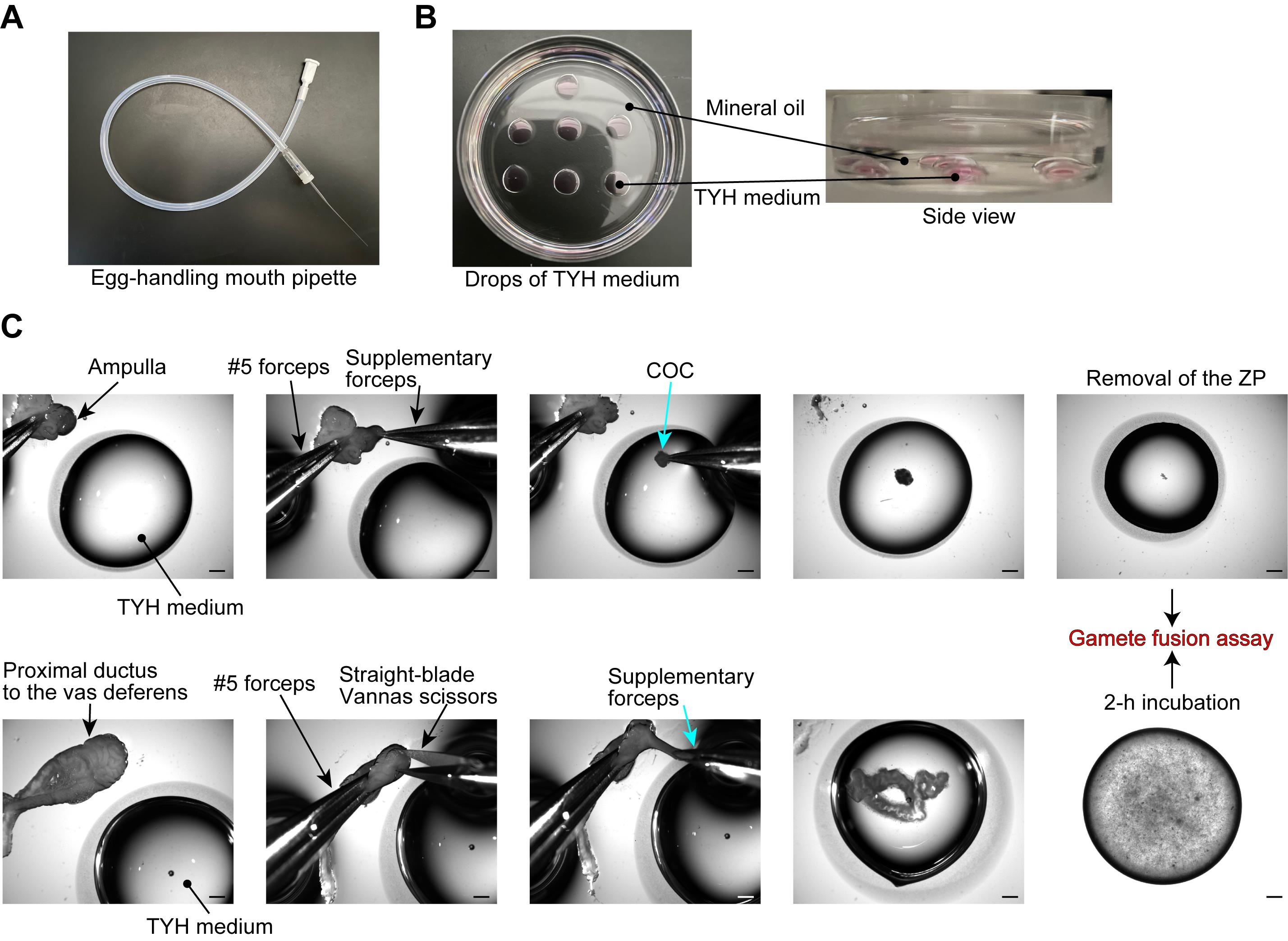 Gamete Fusion Assay In Mice BIO PROTOCOL