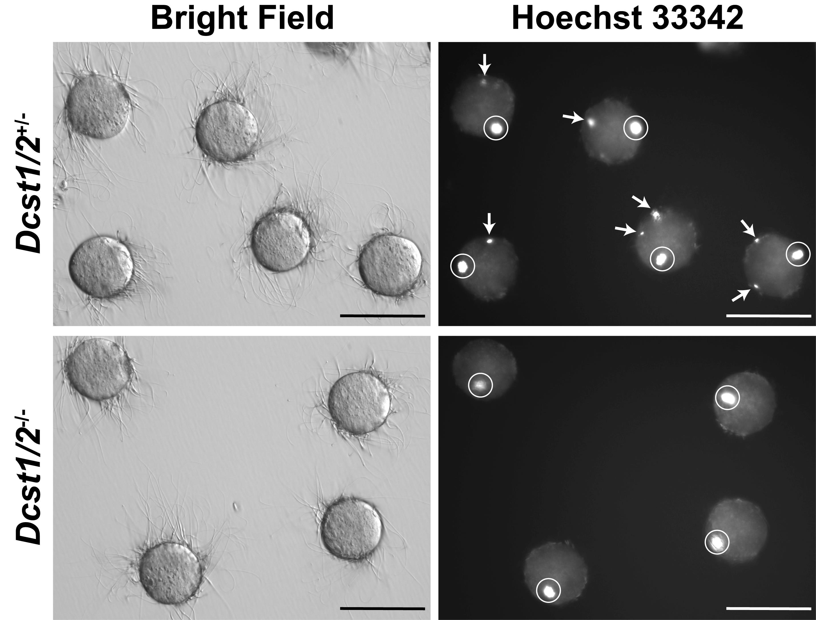 Gamete Fusion Assay In Mice BIO PROTOCOL