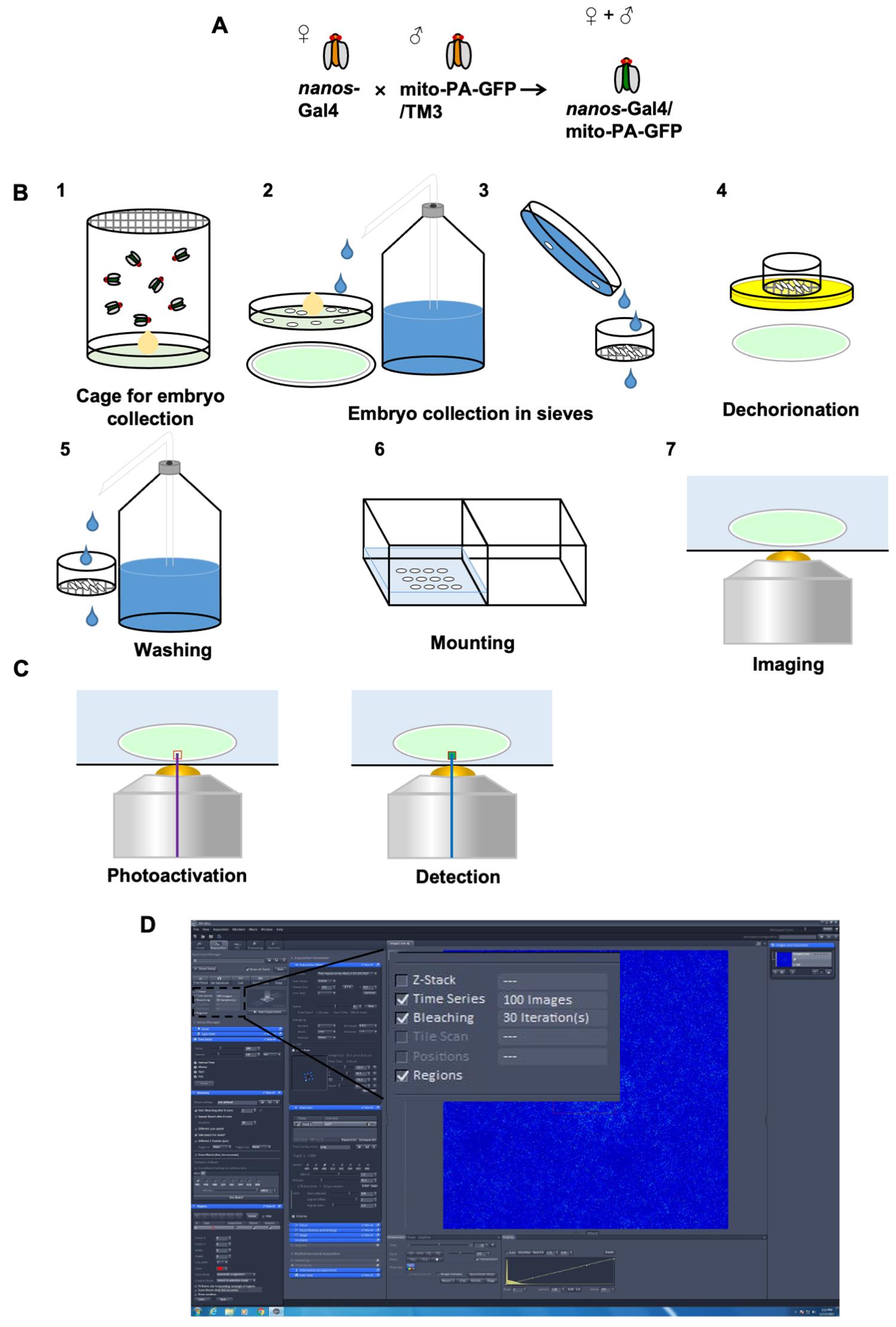 Labeling And Tracking Mitochondria With Photoactivation In Drosophila