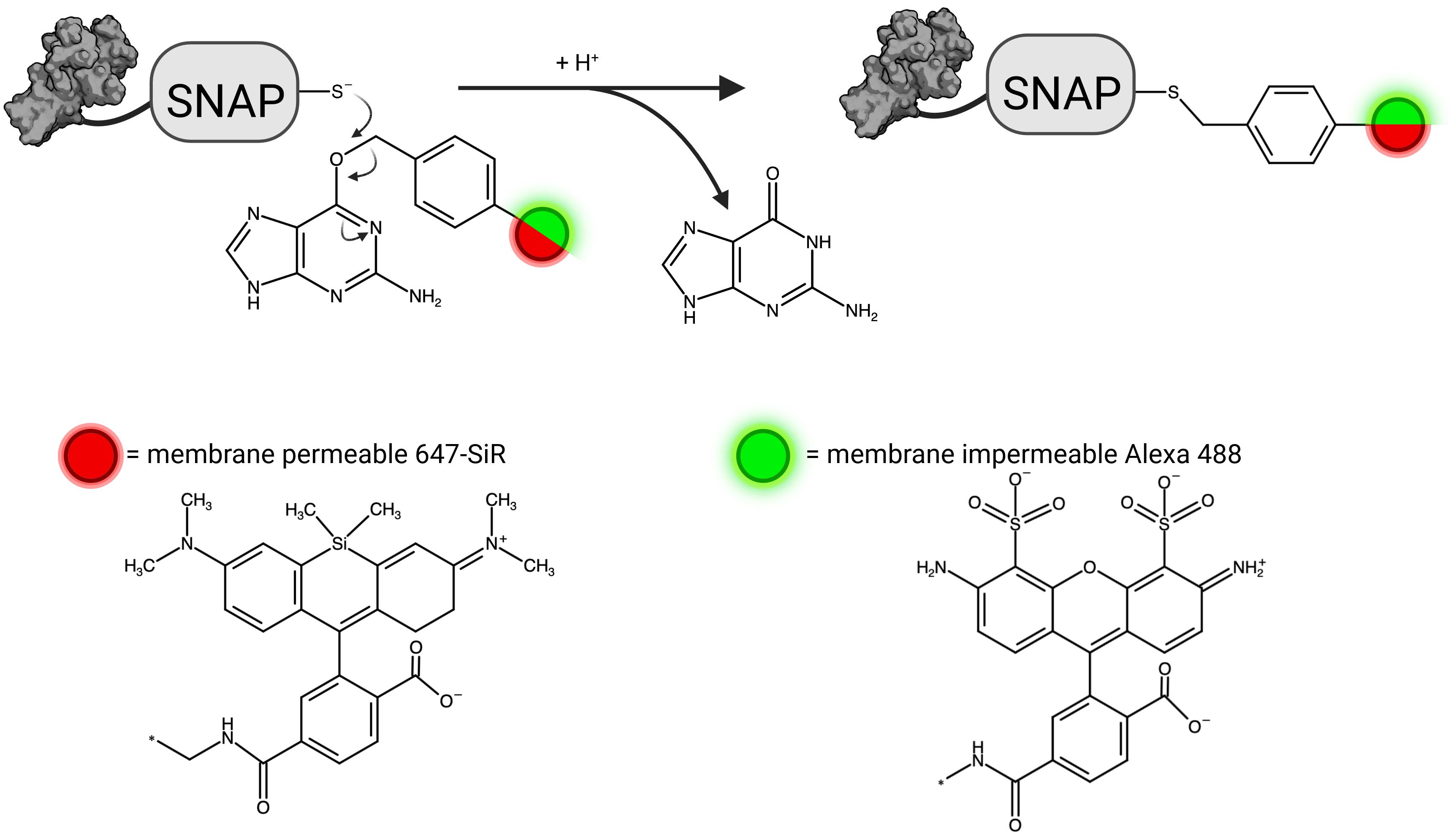 A Fluorescence Based Approach Utilizing Self Labeling Enzyme Tags To