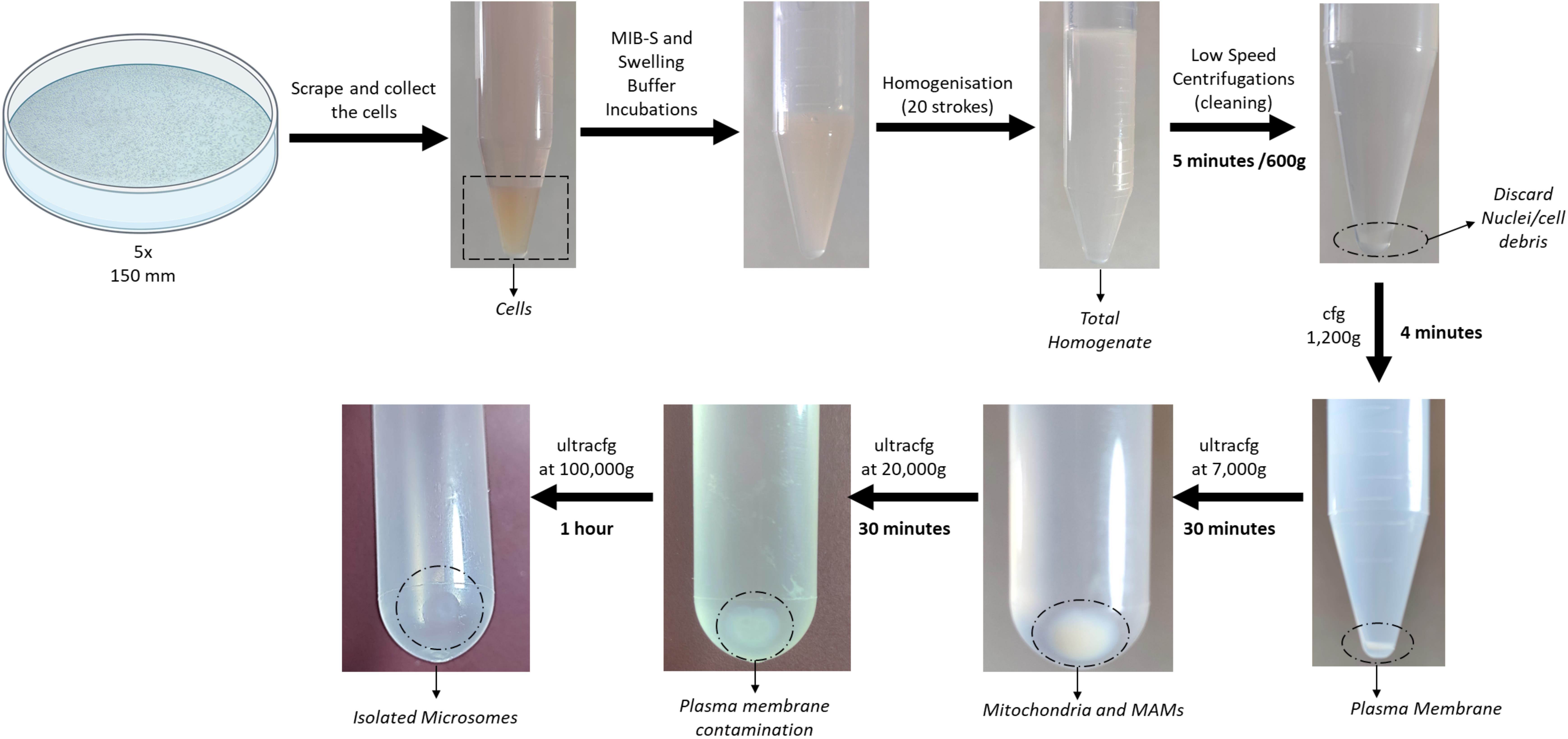 Figure Graphical Overview Of Key Steps In The Subcellular