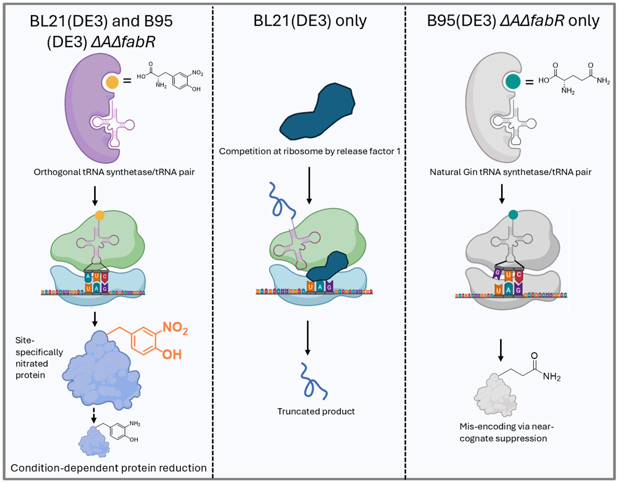Efficient and Site-Specific Incorporation of 3-Nitro-Tyrosine Into Recombinant Proteins in Escherichia coli Efficient and Site-Specific Incorporation of 3-Nitro-Tyrosine Into Recombinant Proteins in Escherichia coli