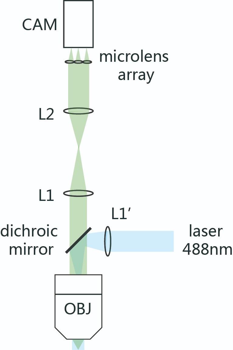XLFM optic path.jpg