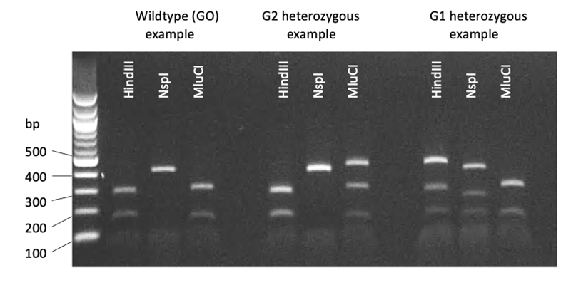 APOL1 G1G2 PCR_RFLP example.png