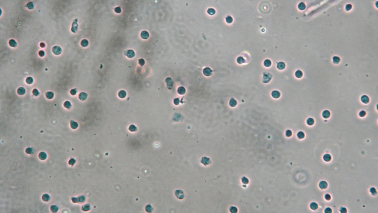  伯豪生物单细胞核转录组测序数据图 3