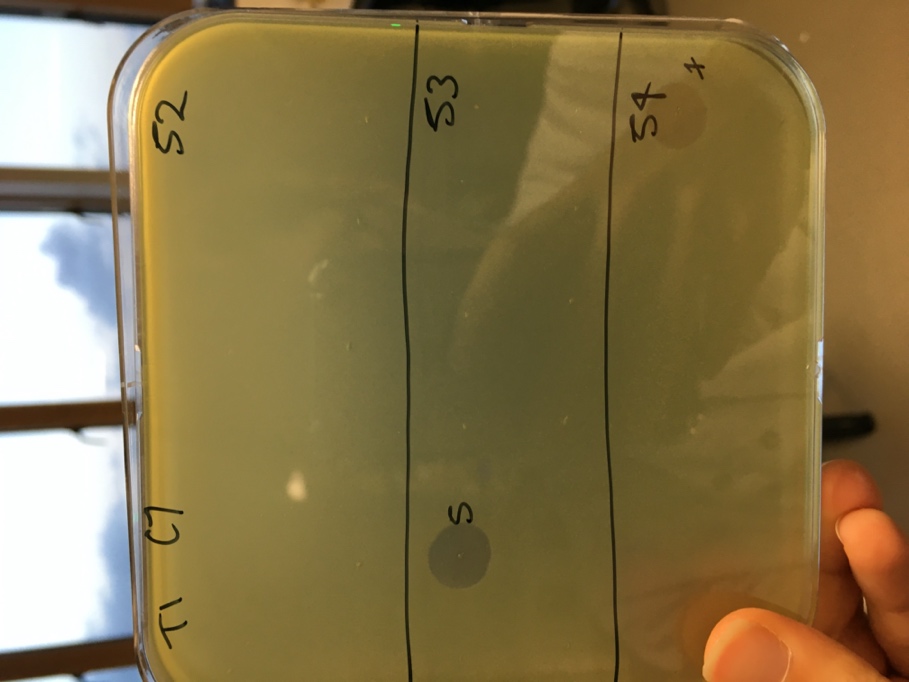 A picture containing indoor

Description automatically generated