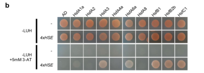 Y1h Y1HGold Yeast One-Hybrid Screening and Validation Experiment Protocol