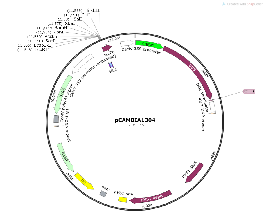 Tissue-specific Expression of Target Genes in Rice (GUS Staining, RNA ...