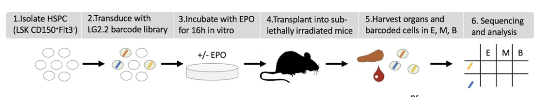 A diagram of a mouse

Description automatically generated