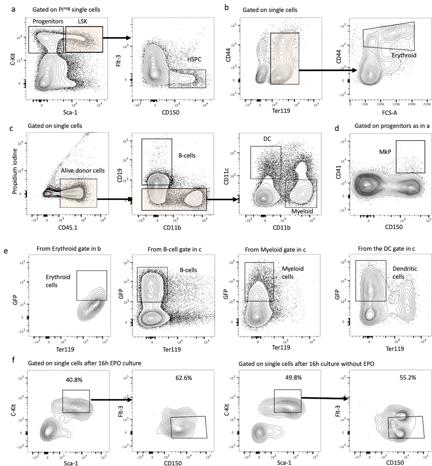 A collage of images of cell division

Description automatically generated