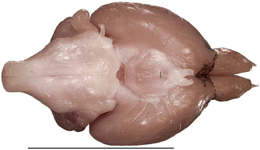 Risultato immagini per mouse brain bottom