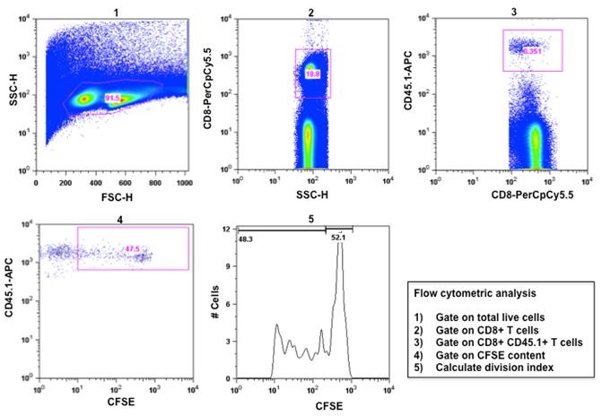 In vitro Ag Cross-presentation and in vivo Ag Cross-presentation by ...