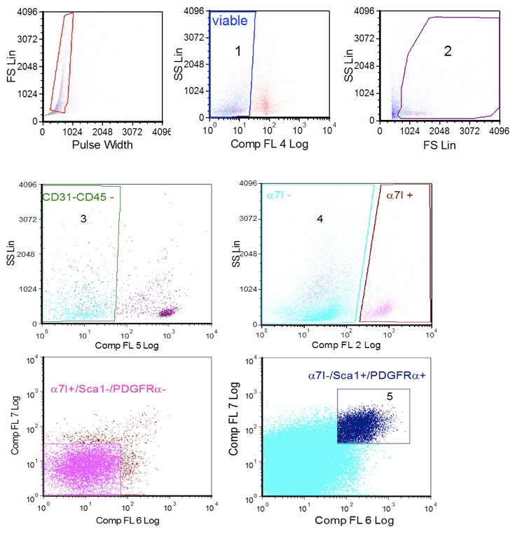 Isolation of FAP Cells from Mouse Dystrophic Skeletal Muscle Using ...