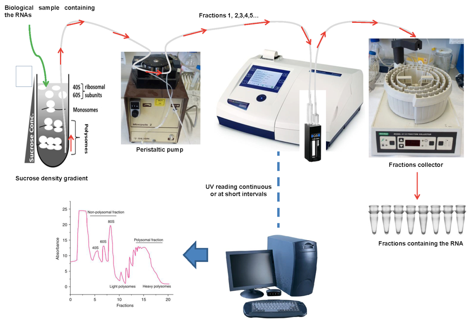 Isolation of Polysome-bound mRNA from Rice Solid Tissues Amenable for ...