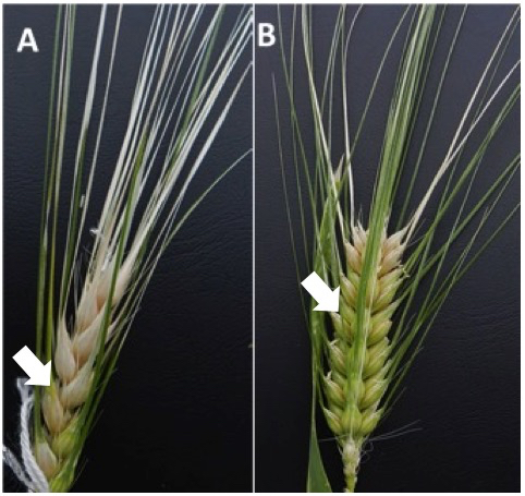 Visual Assessment Of The Severity Of Fusarium Seedling Blight (fsb) And 