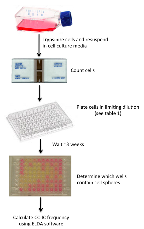 limiting dilution experiments