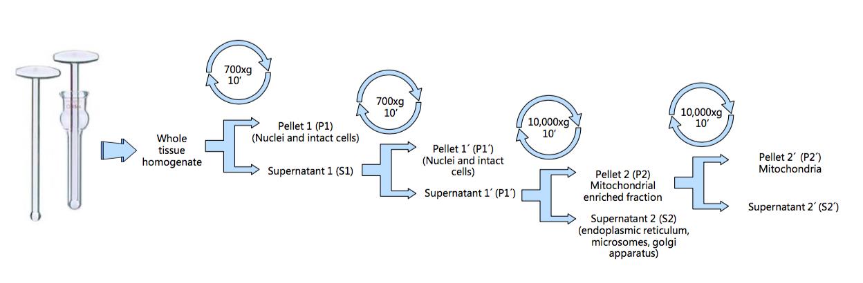 Isolating Liver Mitochondria By Differential Centrifugation