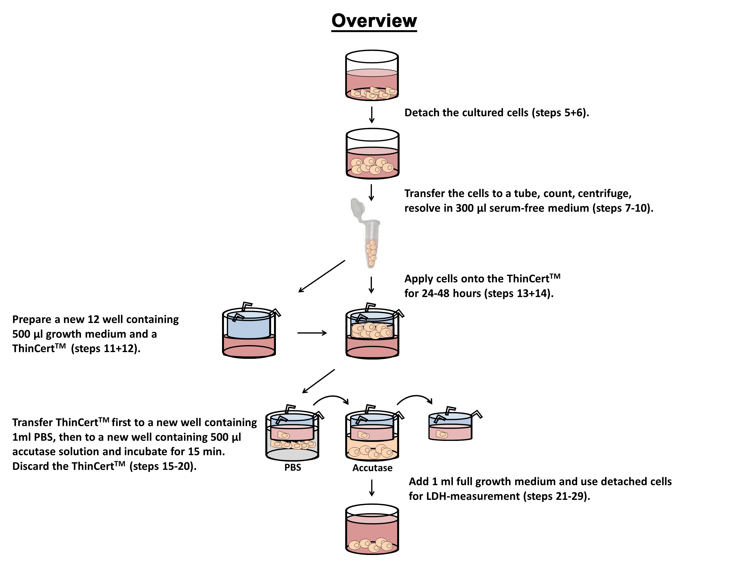 In Vitro Tumor Cell Migration Assay Using Thincertstm Transwells —bio