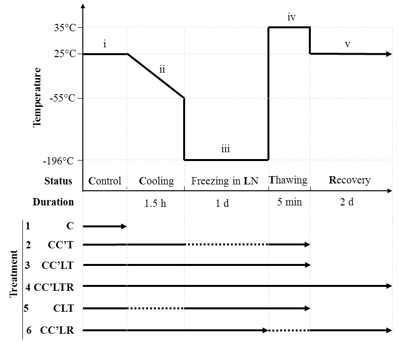 The Cryopreservation Process Of Eriobotrya Plants A Vitrified Shoot