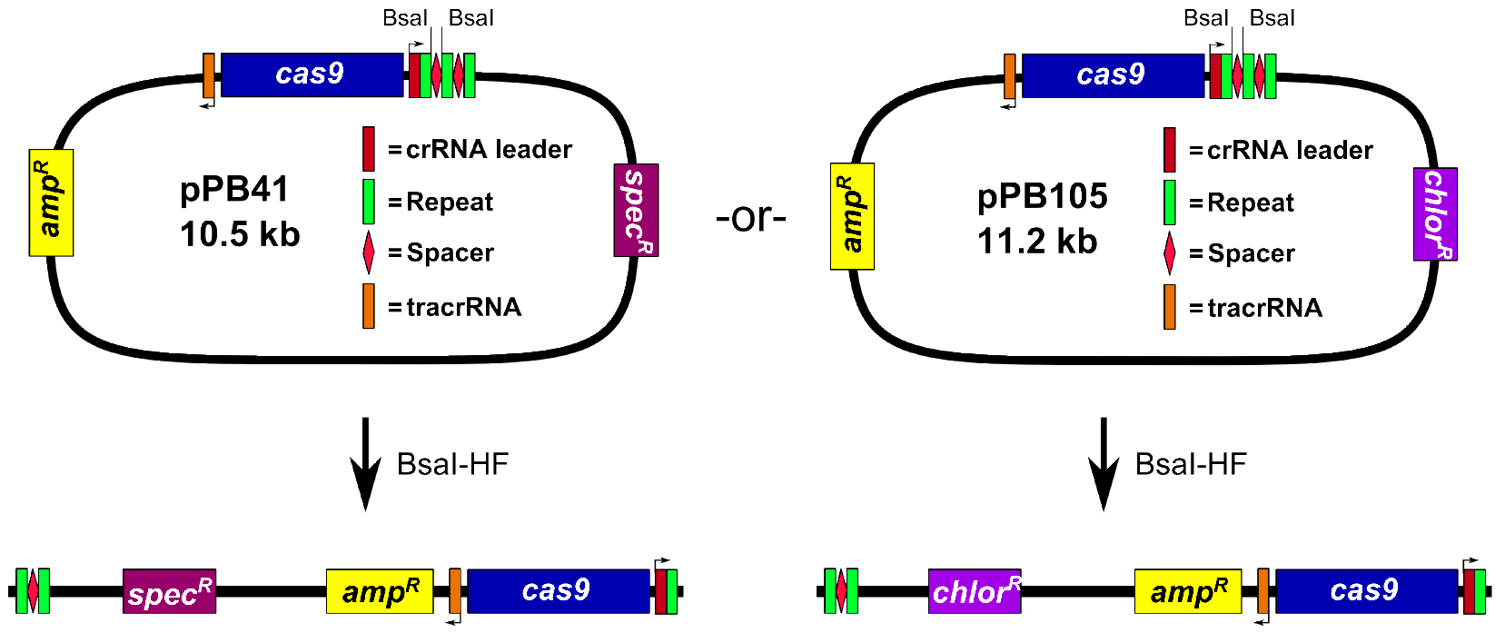 CRISPR/Cas9 Editing of the Bacillus subtilis Genome —BIO-PROTOCOL