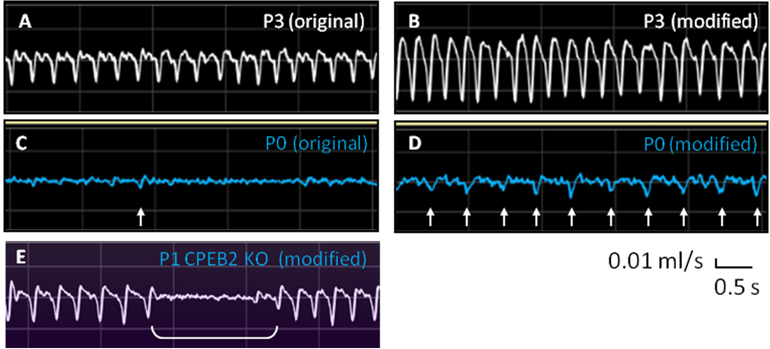 Modification And Application Of A Commercial Whole-body Plethysmograph ...