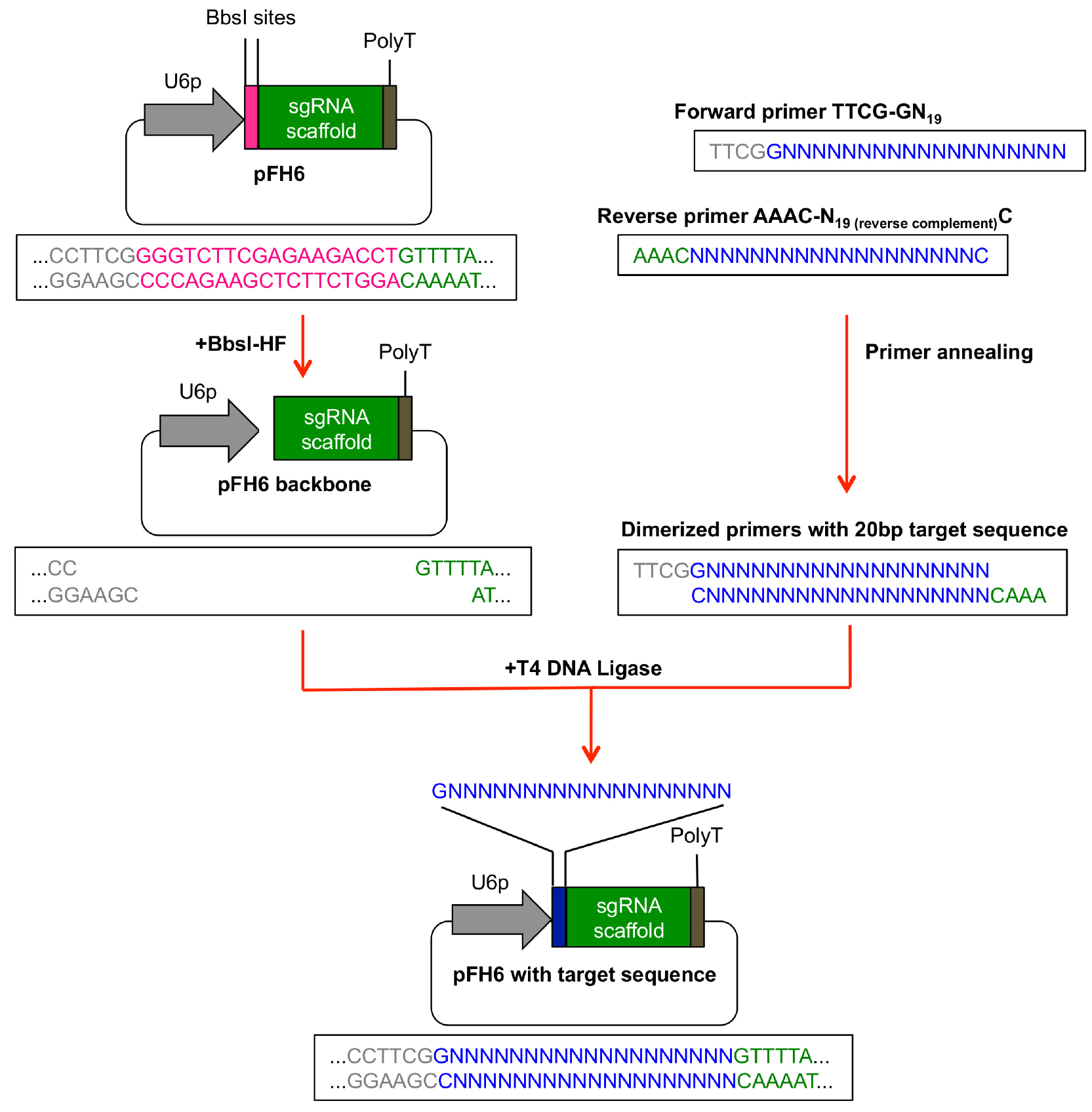 Generation of Targeted Knockout Mutants in Arabidopsis thaliana Using ...