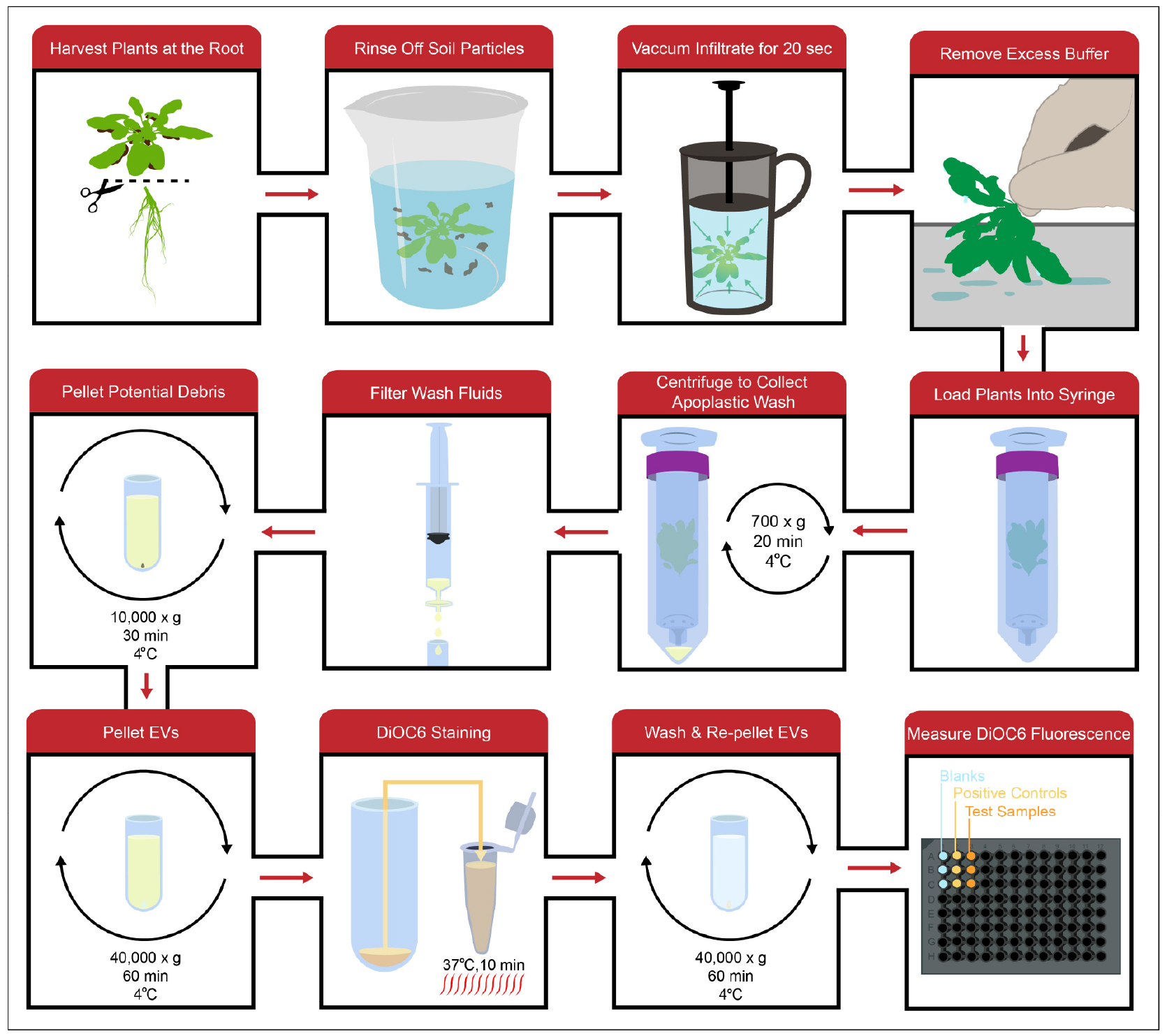 Isolation and Quantification of Plant Extracellular Vesicles —BIO-PROTOCOL