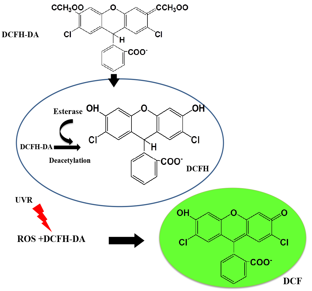 Detection Of Reactive Oxygen Species (ROS) In Cyanobacteria, 54% OFF