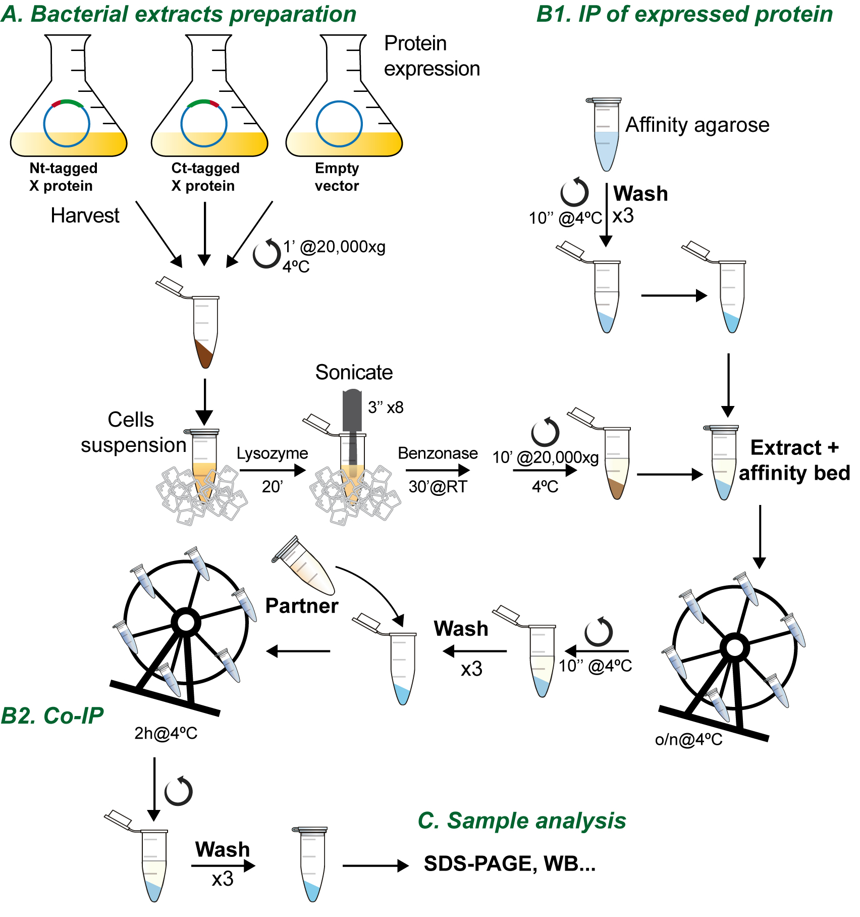 Analysis of Direct Interaction between Viral DNA-binding Proteins by ...