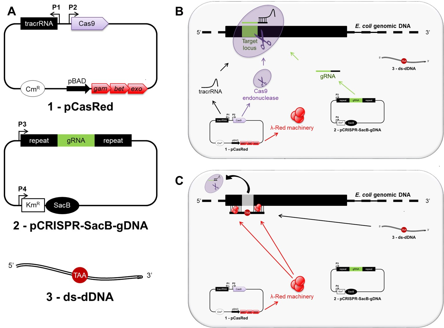 Multiple Stepwise Gene Knockout Using Crisprcas9 In Escherichia Coli