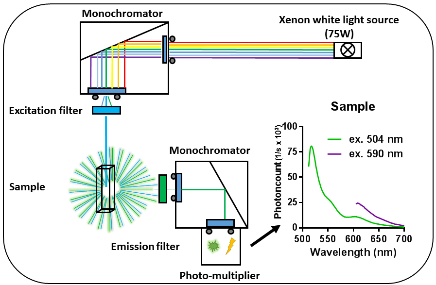 Detection of Protein Interactions in the Cytoplasm and Periplasm of ...