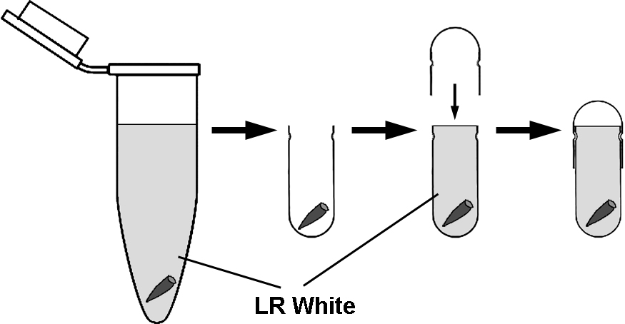 Analysis of Chromosome CondensationDecondensation During Mitosis by Biology Diagrams