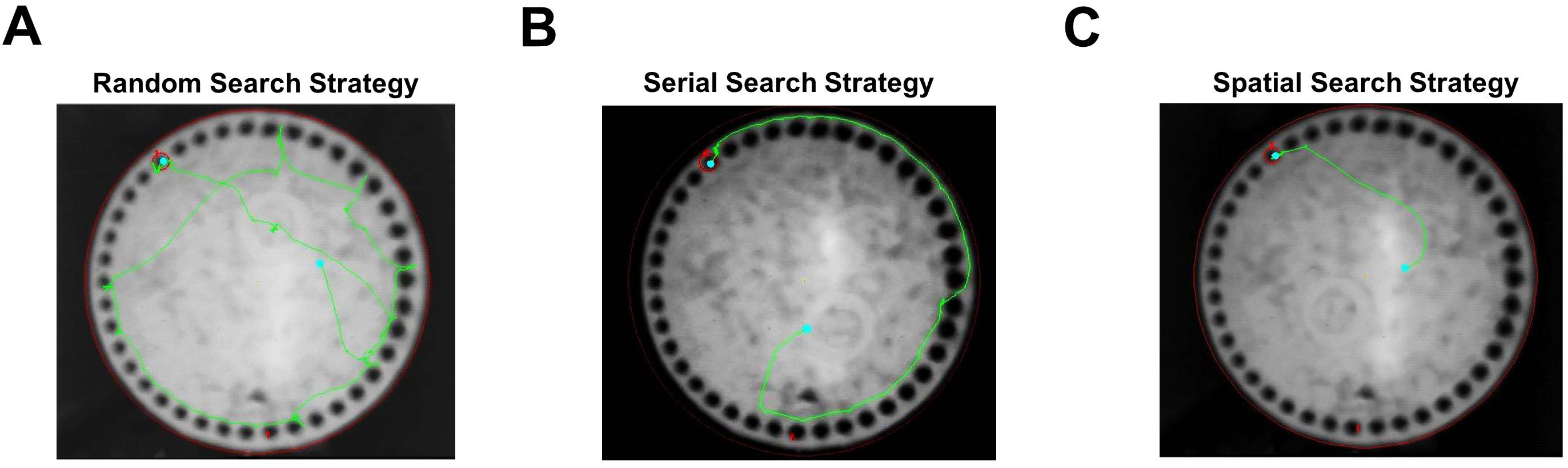 Barnes maze procedure for spatial learning and memory in mice bio protocol