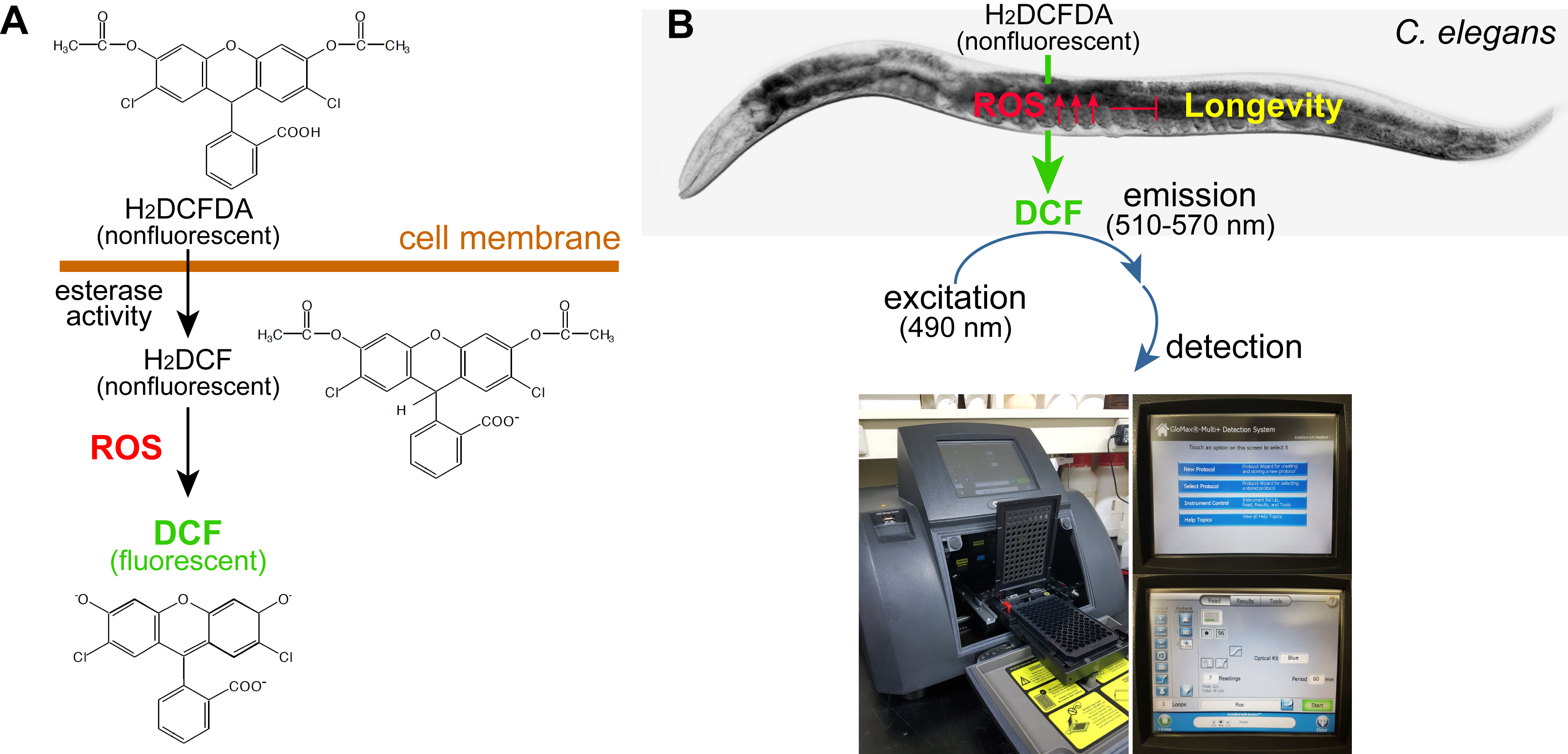Figure 1 ROS Detection A Production Of Florescent DCF By