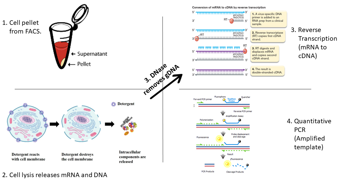 quantifying-gene-expression-directly-from-facs-using-hydrolysis-taqman