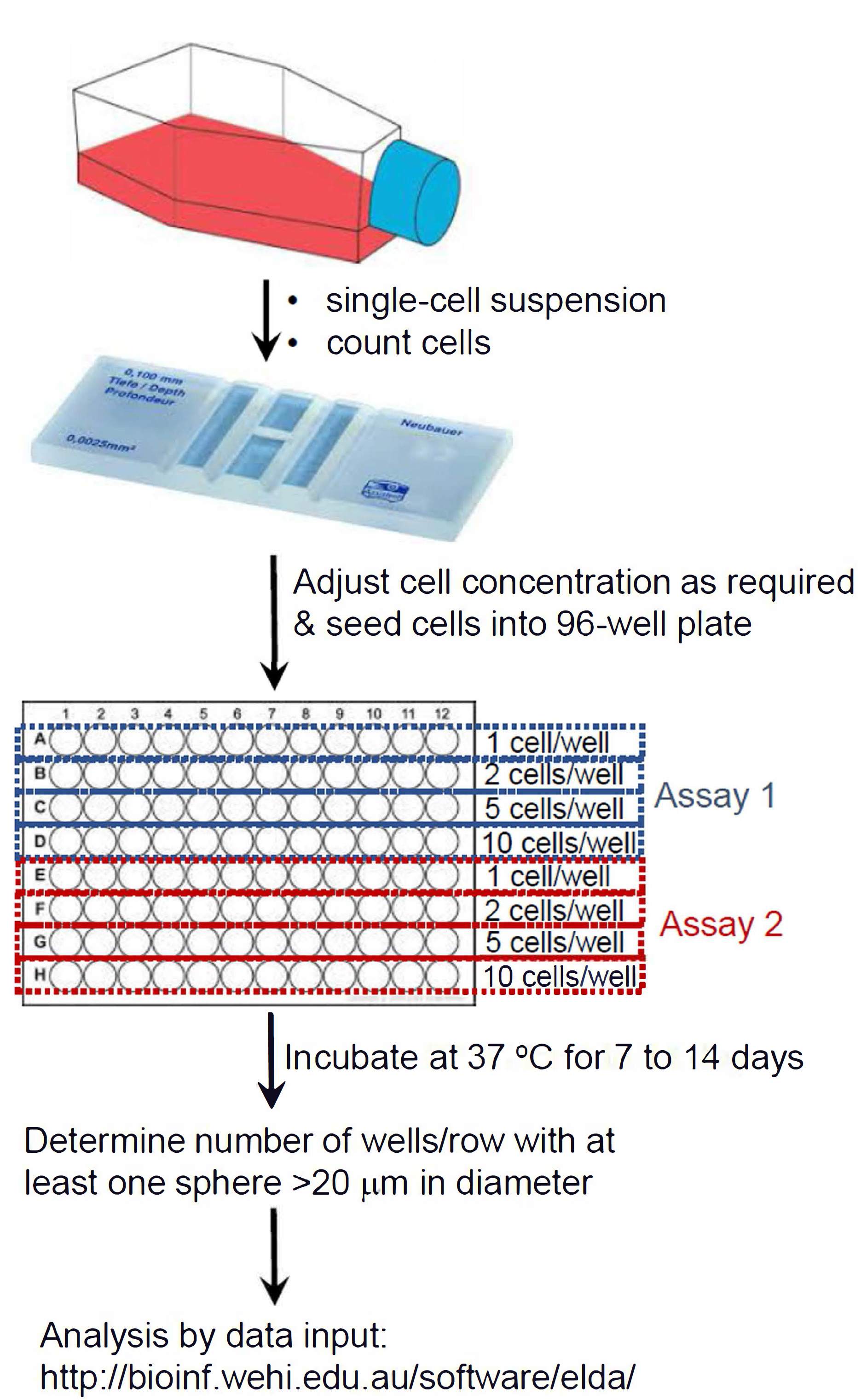 limiting dilution experiments