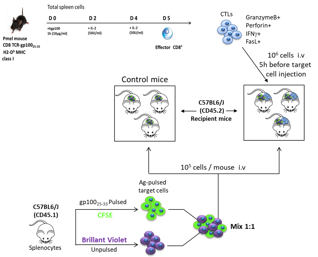 In-vivo gp100-specific Cytotoxic CD8+ T Cell Killing Assay —BIO-PROTOCOL