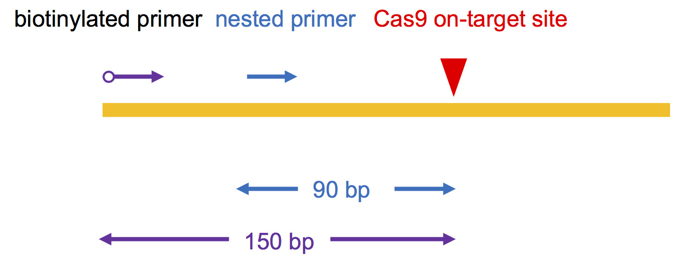 Improved HTGTS for CRISPR/Cas9 Off-target Detection