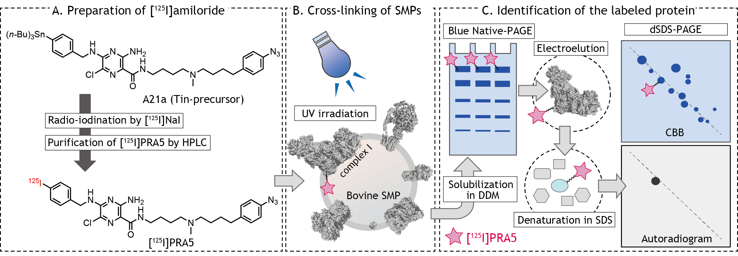 Photoaffinity Labeling of Respiratory Complex I in Bovine Heart ...