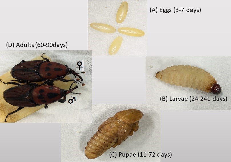 Preparation of Red Palm Weevil Rhynchophorus Ferrugineus (Olivier ...