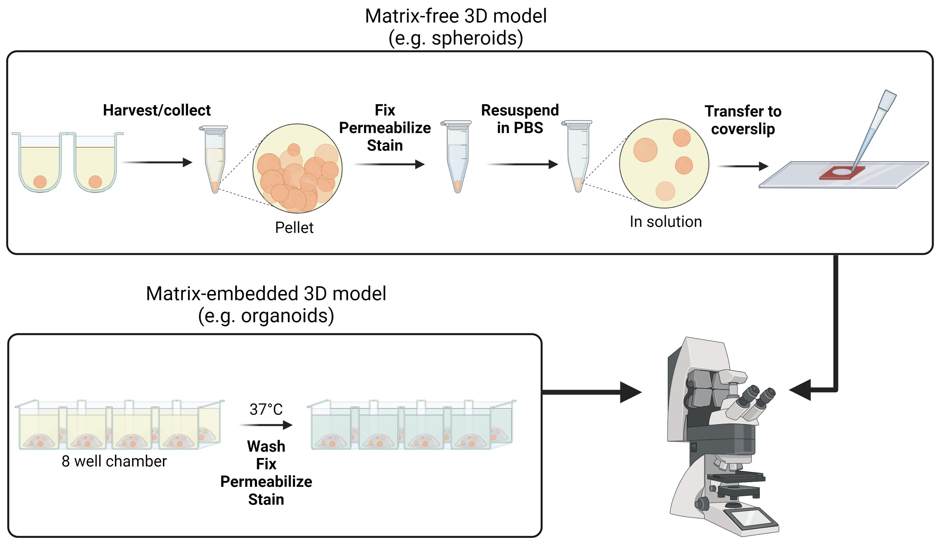 Fluorescence Imaging of 3D Cell Models with Subcellular Resolution โBIO ... Biology Diagrams