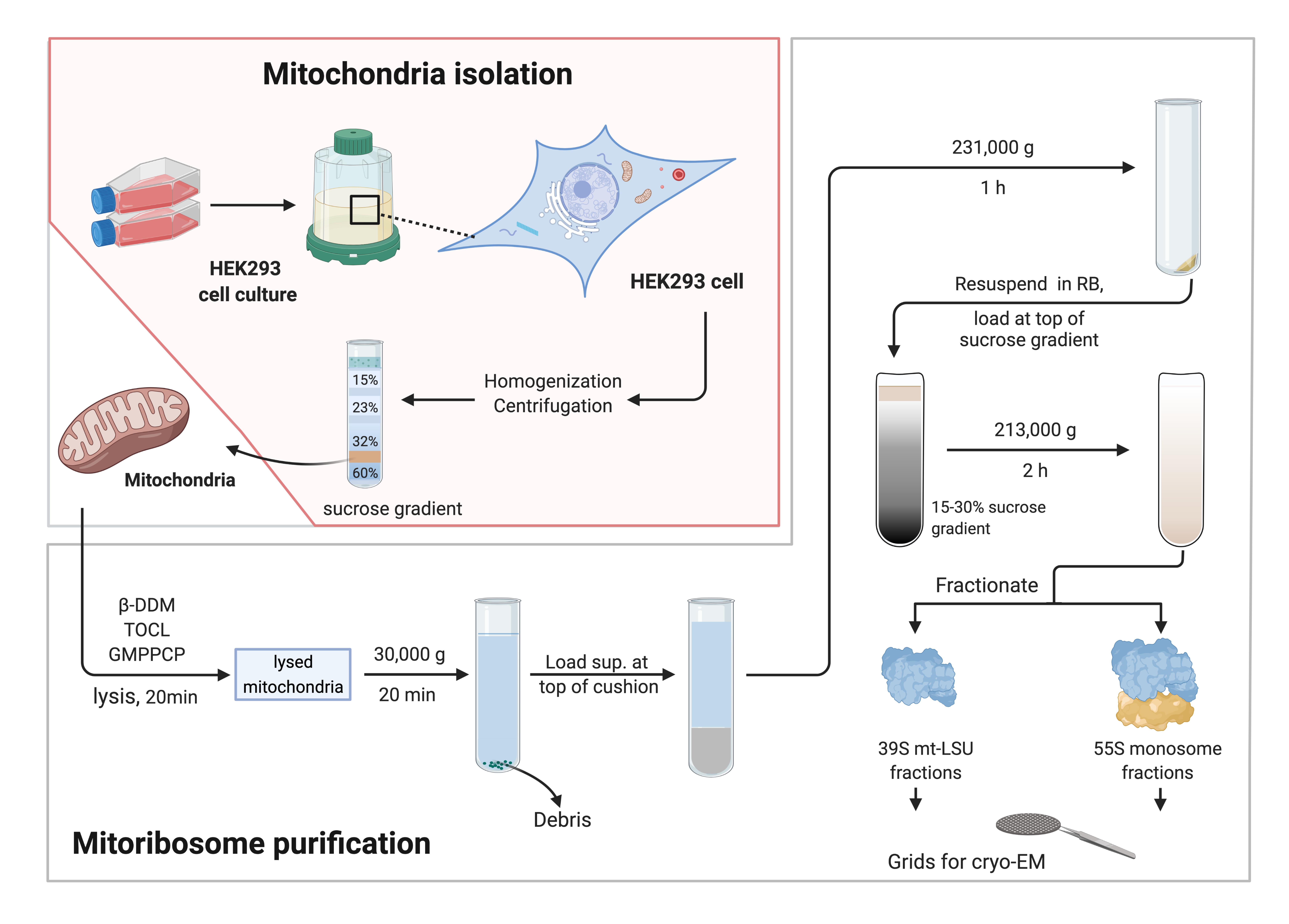 Mitochondria Isolation Kit For Cultured Cells At Melissa Wolf Blog