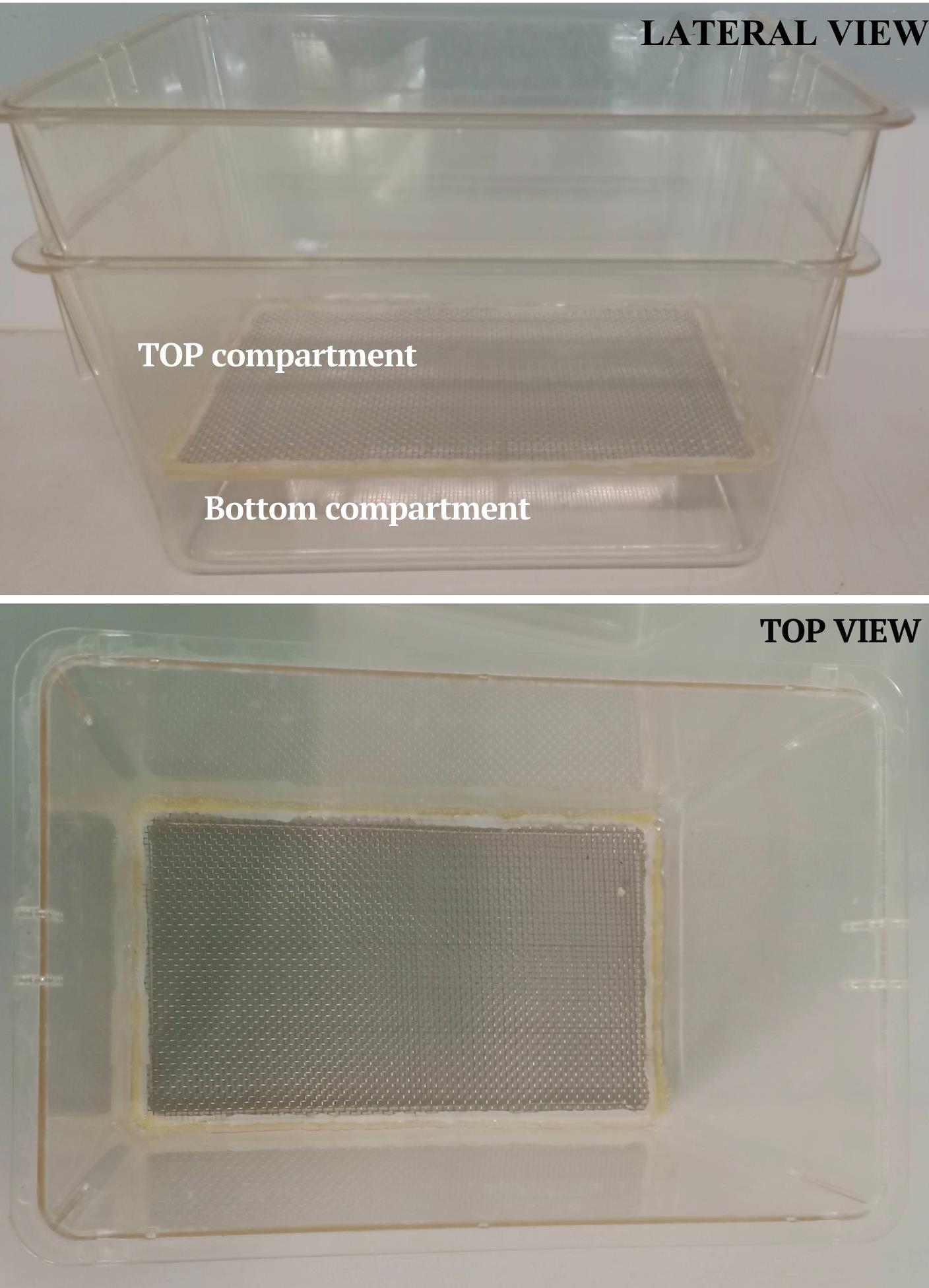 Inter-species Transplantation of Blastocysts between Medaka and ...