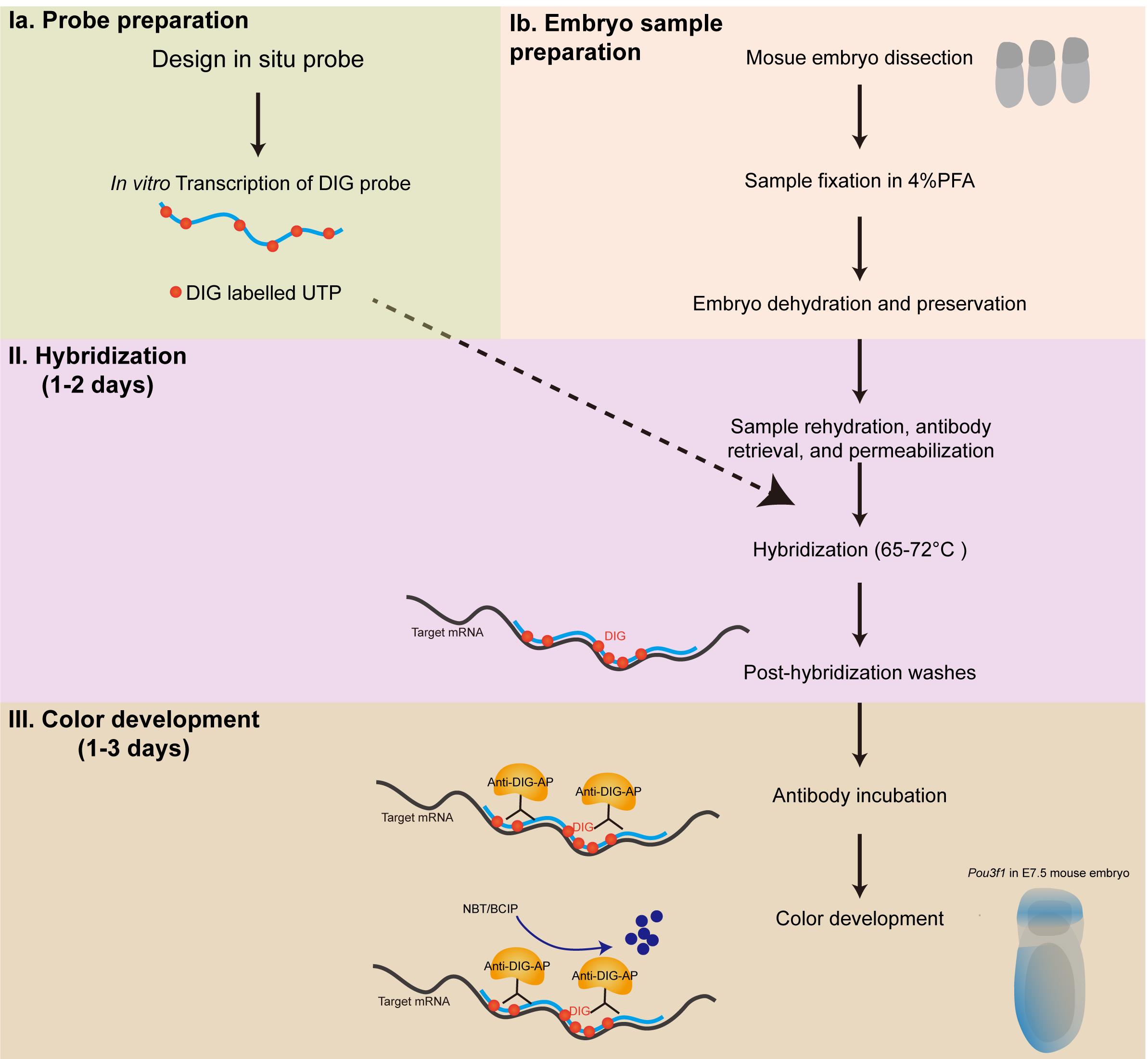 Wholemount In Situ Hybridization For Spatial Temporal Visualization Of Gene Expression In Early